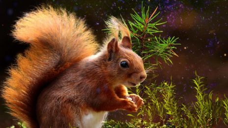 Ekorren som kraftdjur – Lekfull visdom