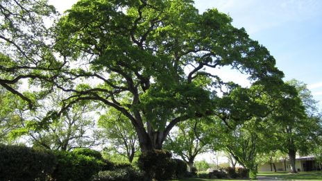 Trädens Andliga Kraft