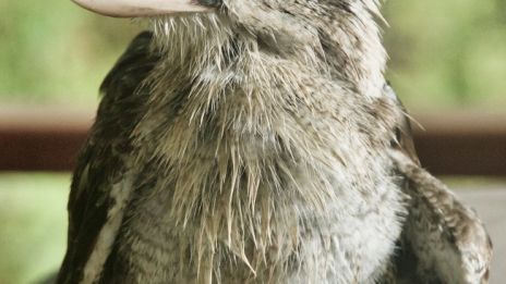 Dagens kraftdjur - kookaburra