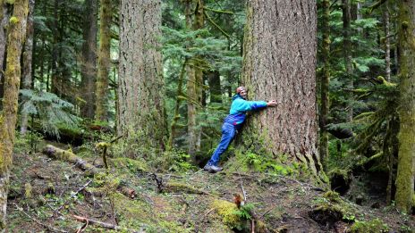 Trädens tysta språk