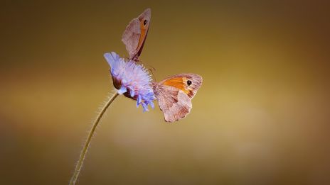 222 – Tillitens Heliga Balans