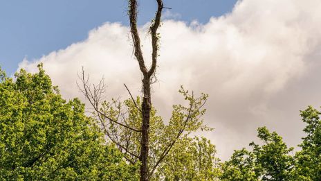 Slagrutan, en bro till det osynliga
