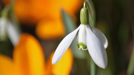 Imbolc: Ljusets återkomst och vårens första viskning