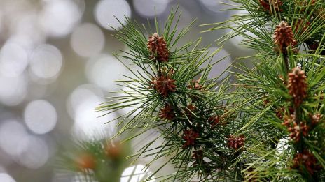 Solträd och månträd