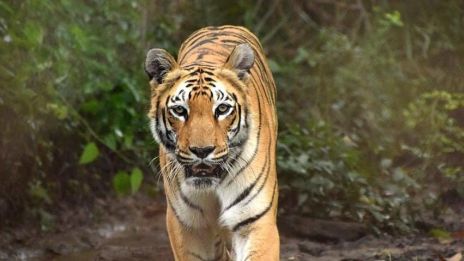 Tigerns personlighet