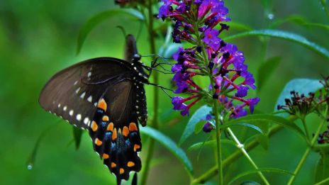 Avalonin viestejä, Perhonen