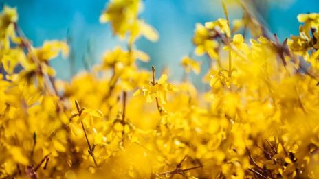 Keltaisen värin merkitys