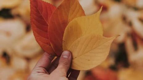 Lisää oranssin vaikutuksista