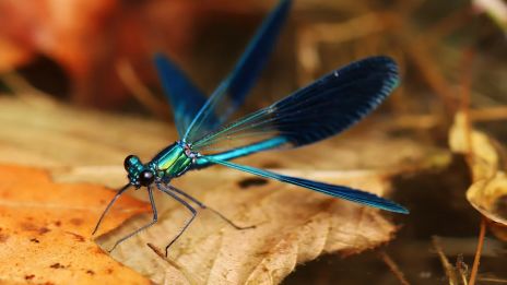 Sudenkorennon arvoitus