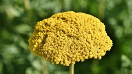 A cickafark titkai – ősi gyógyír nőknek és harcosoknak