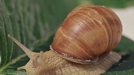 A csiga jelentése