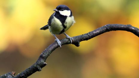 A széncinege (Parus major) intelligenciája és problémamegoldó képességei