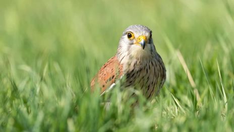 A vörös vércse vadászati technikái és élőhelyi alkalmazkodása