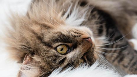 Állatok és a lelkek