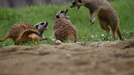 Ártó szándékok szülő és gyermek kapcsolatban : tudatos ártó szándékok 2. Érzelmi bántás