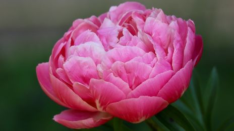 Az elegáns pünkösdi rózsa: A tavasz királynője