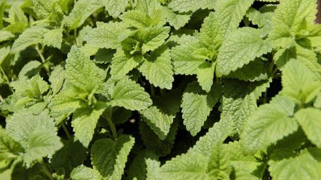 Citromfű, a nyugodt esték titka