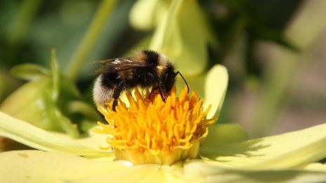 Dongók – a szorgalmas, szőrös beporzók