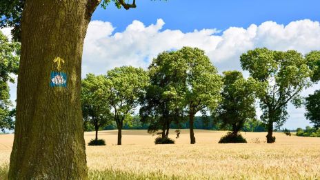 El Camino de Santiago