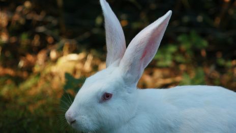 Felelős állattartás: Hogyan gondoskodjunk házi kedvencünkről?