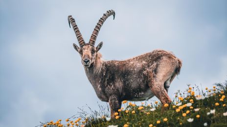 Mi jellemzi a BAK jegyű férfit?