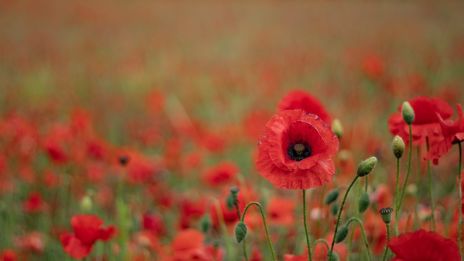 A lélek időn túli emlékezése