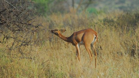 Gerenuk
