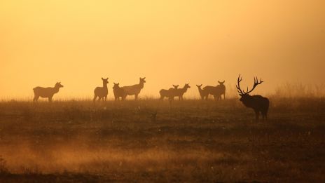 Házasság BIKA férfi és BIKA jegyű nő között