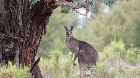 Kenguru