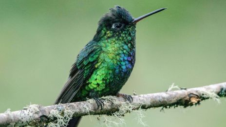 Kolibri: A Trópusok Mini-madara