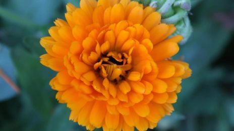 Körömvirág, a bőr gyógyítója