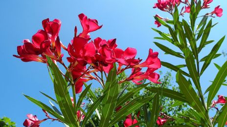 Leander átteleltetése: Így óvd meg kedvenc növényed télen!
