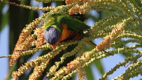 Lórikák: Az Ausztráliai Esőerdők Színes Látványa