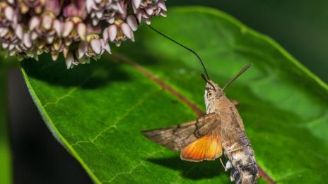 Magyar kolibri – az üde színfolt a kertben
