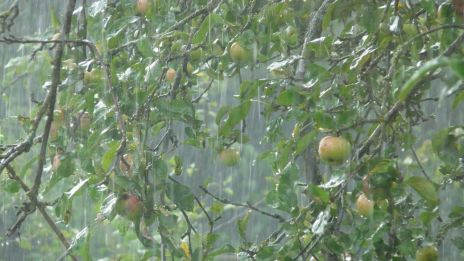 Májusi eső – aranyat ér, de vajon miért?