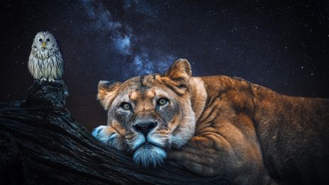 Milyen a OROSZLÁN jegyű gyermek az iskolában ha rosszalkodik