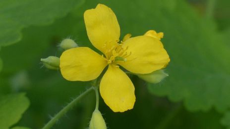 Vérehulló kecskefű