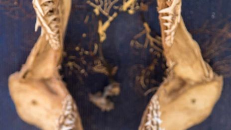 Äckelpäckel på dejten