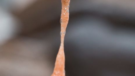 Snigelslem