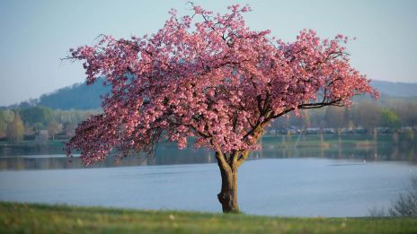 Blomstenes helbredende kraft
