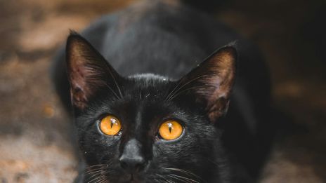 Den svarte kattens hemmelige lys