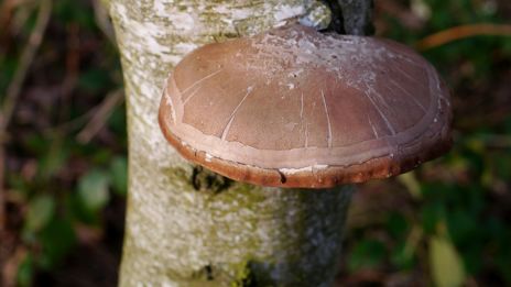 Bjørkepolypor