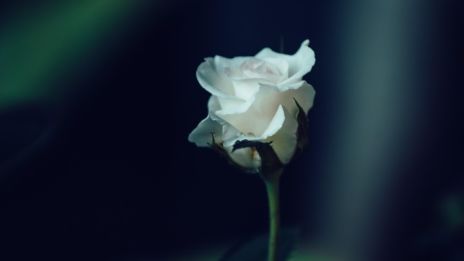 Den hvite rosen