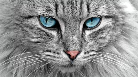 Katten og forbindelsen til den åndelige verden