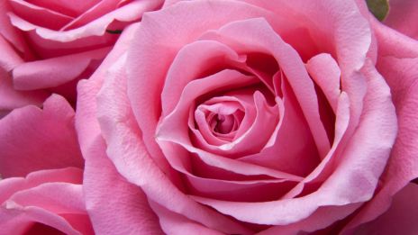 Rosene