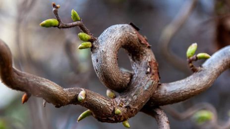 Vår rot o jordens pust