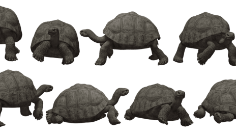 Kraftdjur sköldpadda