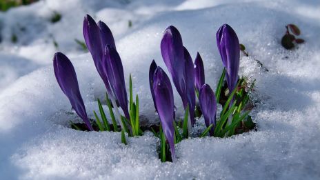 Nu är snart våren här