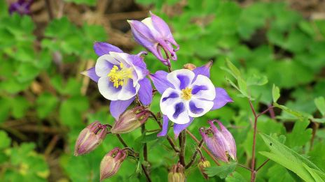 Akleja, själens lekfulla viskning