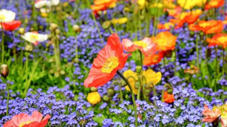 Blommornas språk, när själen vill viska genom blommorna
